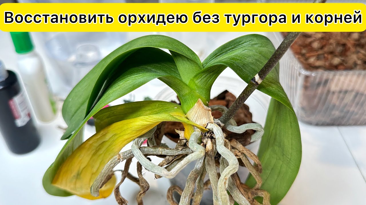 Орхидея без листьев но с корнями