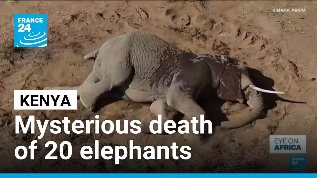 At least 20 elephants died in Kenya, theory of cianide poisoning contested • FRANCE 24 English