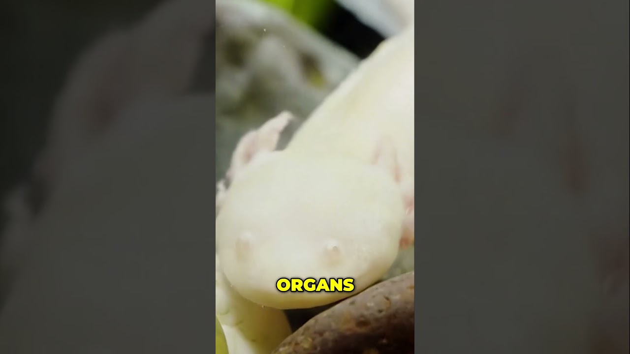 Axolotls Amazing Regenerative Abilities