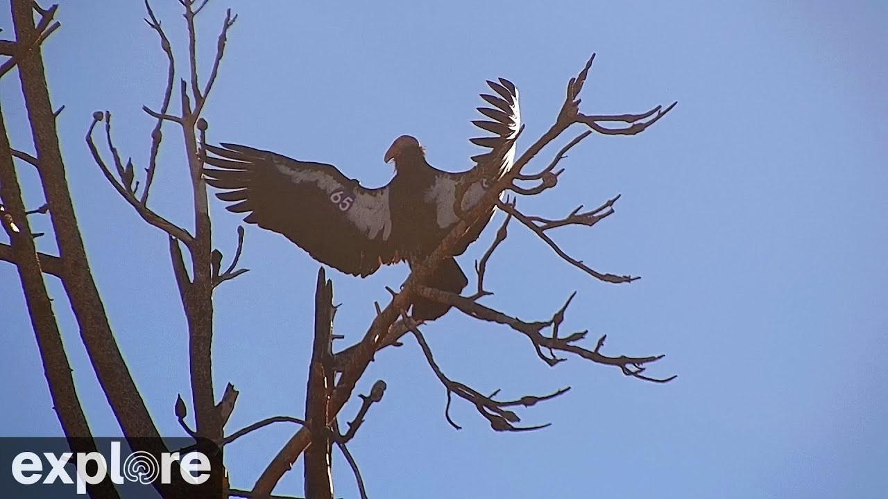 LIVE California Condor Roost Cam - Big Sur California | explore.org ...
