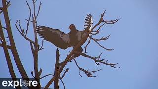 LIVE California Condor Roost Cam - Big Sur California | explore.org