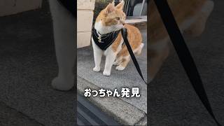 大好きなおっちゃんを見つけたときの反応が可愛すぎる‥ #元野良猫チャチャ #猫武将 #ねこ #ネコ #猫