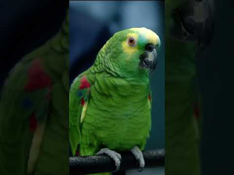 Mr Coco Heated Argument With Chief