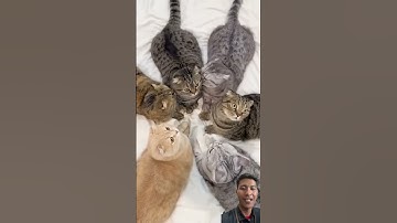 Thumbnail of lucu bangeeeeet #cat #kitten #catlover #cute #pets #music #song #pop #lyrics #cover #apt