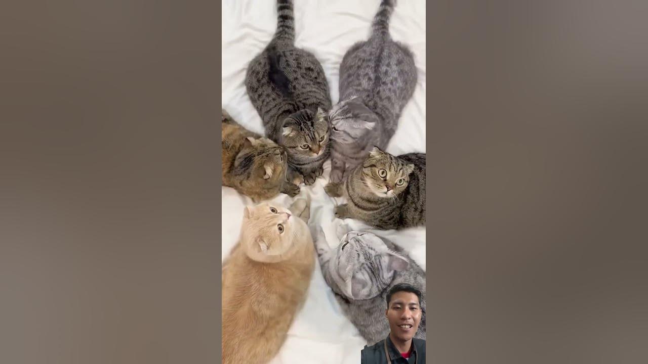 lucu bangeeeeet #cat #kitten #catlover #cute #pets #music #song #pop #lyrics #cover #apt