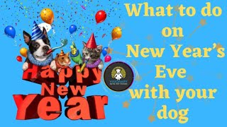 What to do on New Year’s Eve with your dog
