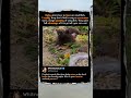 Baby Otters At An All-You-Can-Eat Buffet Are SO CUTE! 🦦 #CuteAnimals #Wildlife #Funny