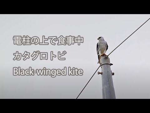 【電柱の上で食事中】カタグロトビ Black-winged kite