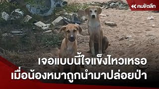 เจอแบบนี้ใจแข็งไหวเหรอ เมื่อน้องหมาถูกนำมาปล่อยป่า | SCLee111 : คมชัดลึก ออนไลน์