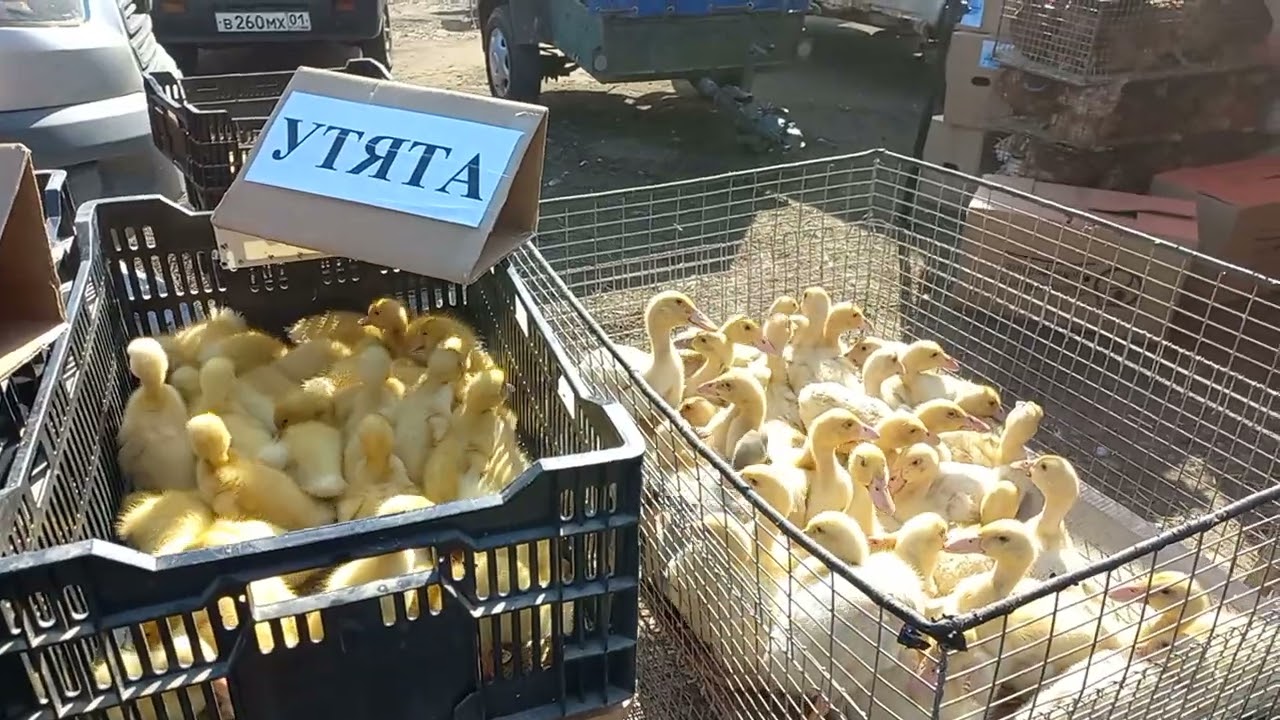 Элитные куры на птичьем рынке - город Кропоткин 30.03.2025