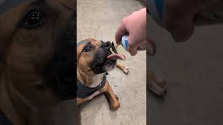 Meet Magnolia A Terrier, American Pit Bull Currently Available For Adoption 452025 24850 Pm