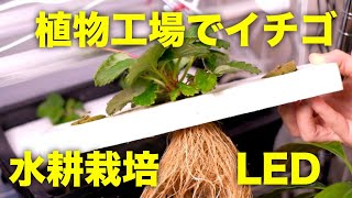 【植物工場】いちごを植物工場で水耕栽培する方法！室内で土を使わずに液体肥料とLEDでイチゴを育てよう