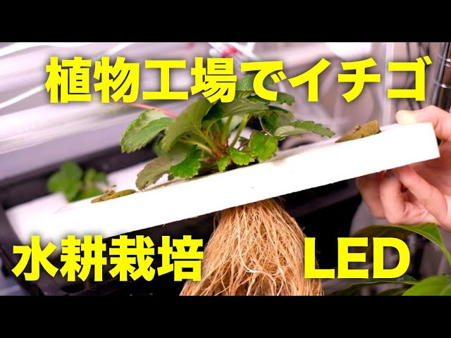 植物工場 いちごを植物工場で水耕栽培する方法 室内で土を使わずに液体肥料とledでイチゴを育てよう Youtube