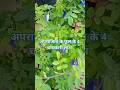 अपराजिता के फूल के 4 चमत्कारी लाभ 🪴 #aprajitaplant #gardenigtips #plants #foodandflowers