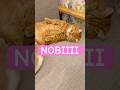 ã·ãŠããã®NOBIIII