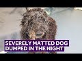 Severely Matted Dog Dumped In The Night | Mayhew