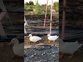 Cute ducks #music #kpop #cover #remix #nhachay #mypetdn #duck #petduck #funny #birds #animals #cute