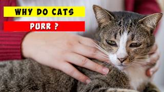 What Does Cat Purring Really Mean For Humans And Cats?