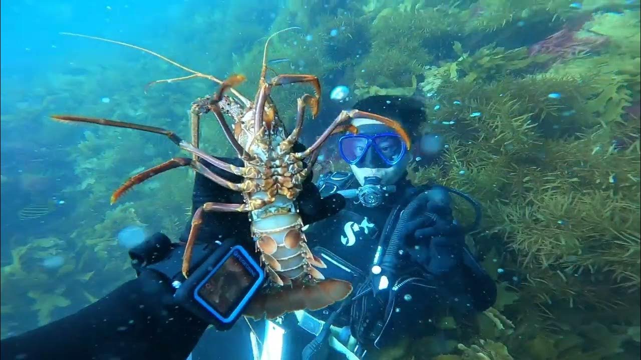Looping Crayfish in Jurien Bay Australia. Diving for Crays! YouTube