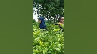 Panen Cabai Bersama Masyarakat Dusun Sentul Desa Tiru Lor Gurah Kediri