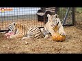 Амурские тигры напали на ... 🎃 Тигры делают Джека-Фонаря 😂 Тайган. Tigers make Jack-o'-lantern