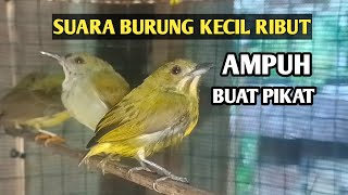 Download Lagu Suara pikat burung kecil paling ampuh | Suara burung kecil campuran | Suara burung kecil ampuh, MP3 Download Lagu Suara pikat burung kecil paling ampuh | Suara burung kecil campuran | Suara burung kecil ampuh, MP3