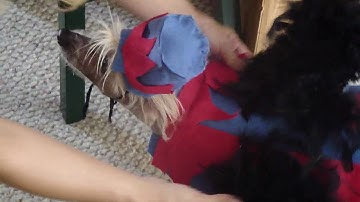 lola the flying monkey!