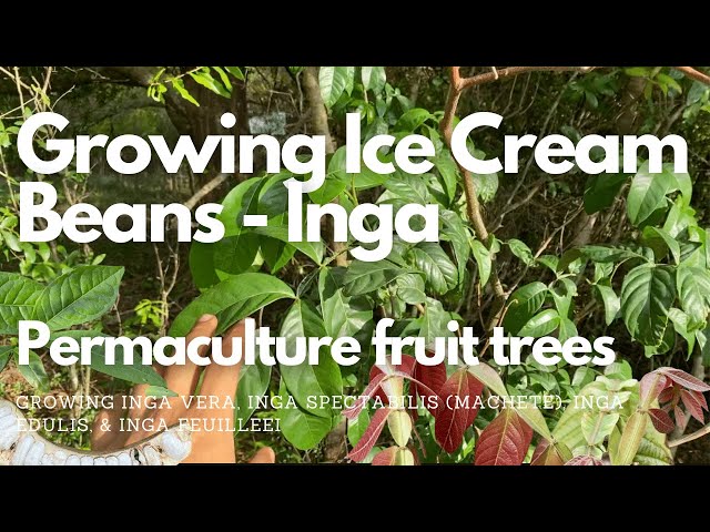 The Inga Tree – IngaFoundatio