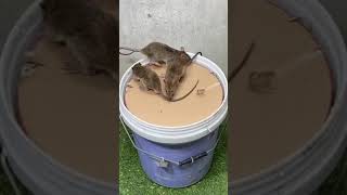 New Tack Ink Rat Ko Fasane Ka It Very Simpal