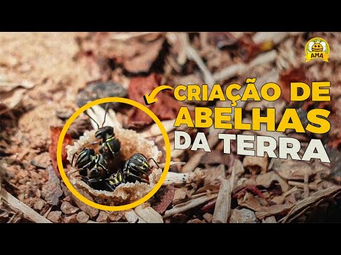 Vídeo: Onde as abelhas fazem ninho?