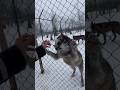 Кормлю с ложки Канадского ВОЛКА 😱 Гречневая каша сила наша ‼️ #wolf #канадскийволк