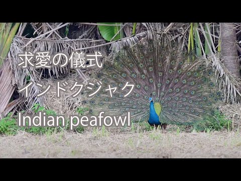【求愛の儀式】インドクジャク Indian peafowl