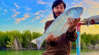 Mangrove Fishing | Dati Fish & Black Dandia Catch | Amazing Fishing Day