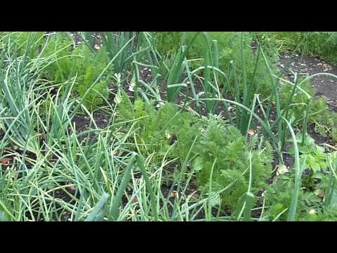Companion Planting - carrots and onions