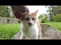 Cats Millie &amp; Polly, Côtes d&#39;Armor, Brittany, France 19th April 2024 #4K #cats