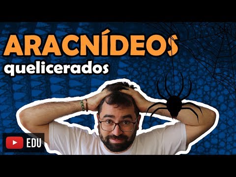 Vídeo: O que é uma função pedipalpo?