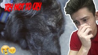 Самое преданное животное в Мире | TRY NOT TO CRY CHALLENGE | ПОПРОБУЙ НЕ ЗАПЛАКАТЬ ЧЕЛЛЕНДЖ Самое преданное животное в Мире | TRY NOT TO CRY CHALLENGE | ПОПРОБУЙ НЕ ЗАПЛАКАТЬ ЧЕЛЛЕНДЖ