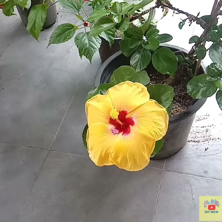 大紅花 扶桑花 馬來西亞國花八種你最喜歡那一種 Hibiscus Flowers National Flower Of Malaysia Shorts Youtube