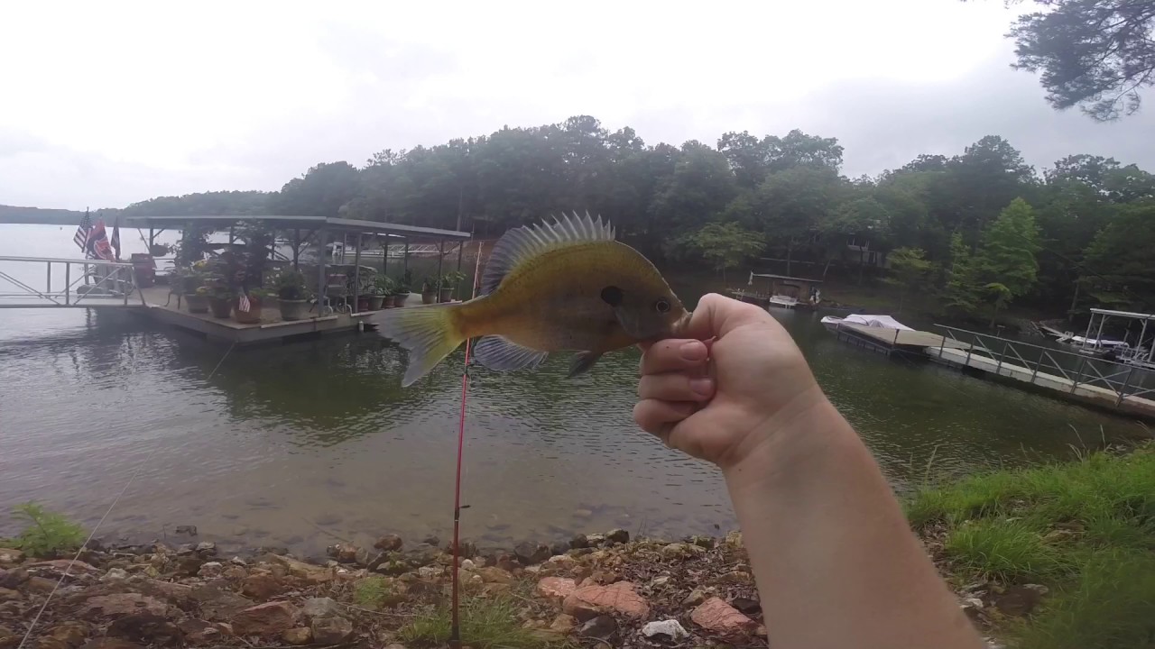 Lake Allatoona Fishing Report An Angler's Guide to a Gem