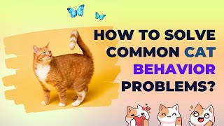 How to Solve Common Cat Behavior Problems? #cat #cats #catvideos