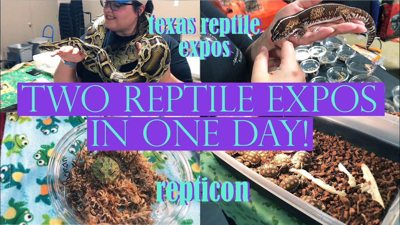 TWO REPTILE EXPOS IN ONE DAY! Reptile Expo Vlog YouTube