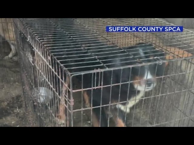 49 Animals Rescued From Hoarder On Li Officials