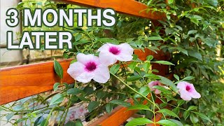 Privacy Trellis Planter - 3 Months Later Update | Private Patio - Part 3 by Omer Calderon 9,424 views 2 years ago 1 minute, 43 seconds