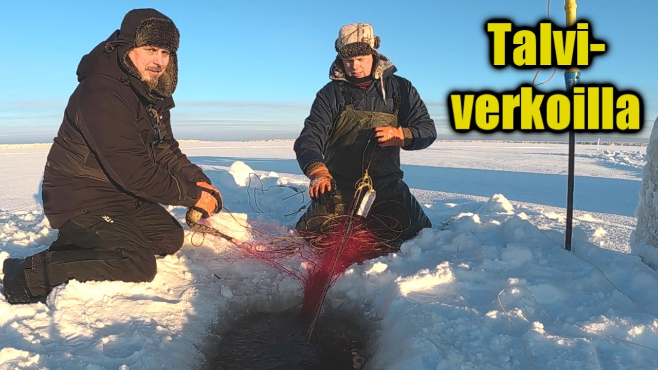 Talviverkoilla 3/2026  Sininen pyytää punainen ei?