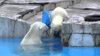 ポリタンクに向かってジャンプ！~Polar Bear that loves polyethylene tanks ?