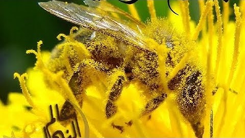 سورة النحل كاملة .. للشيخ إدريس أبكر .. صوت رائعتلاوات القرآن الكريم