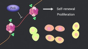 Polycomb Group Proteins Play a Pleiotropic Role in Tumorigenesis