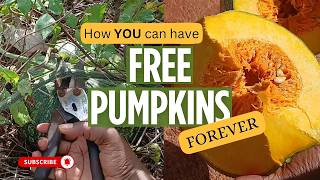 Harvesting Pumpkin Seeds| Did You Know You Can Do This?| Zero Waste Gardening!
