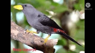 Masteran istimewa jalak Rio Rio