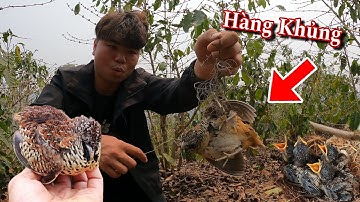 Bẫy Lụm Hàng Cút Rừng Và Tổ Chim Cực Chất | Dân Tộc Tây Bắc Tv